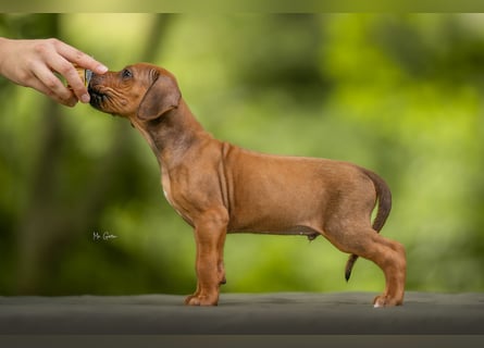 Rhodesian Ridgeback Welpen mit FCI-Ahnentafel