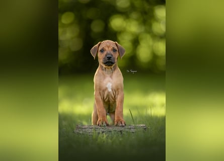 Rhodesian Ridgeback Welpen mit FCI-Ahnentafel