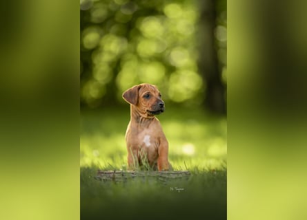 Rhodesian Ridgeback Welpen mit FCI-Ahnentafel
