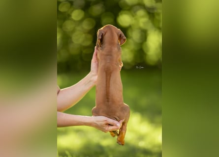 Rhodesian Ridgeback Welpen mit FCI-Ahnentafel