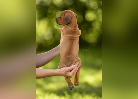 Rhodesian Ridgeback Welpen mit FCI-Ahnentafel