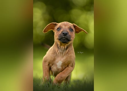 Rhodesian Ridgeback Welpen mit FCI-Ahnentafel