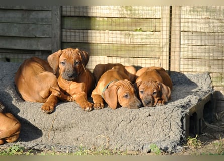 Rhodesian-Ridgeback-Welpen aus liebevoller, erfahrener Zucht