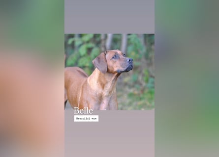 Rhodesian-Ridgeback-Welpen aus liebevoller, erfahrener Zucht