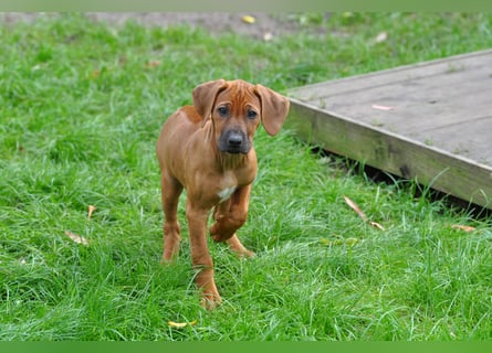 Rhodesian-Ridgeback-Welpen aus liebevoller, erfahrener Zucht
