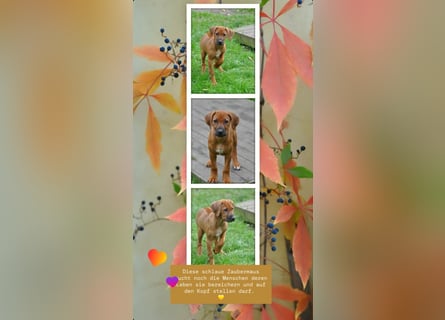 Rhodesian-Ridgeback-Welpen aus liebevoller, erfahrener Zucht