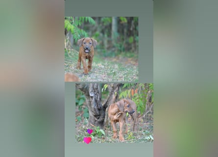 Rhodesian-Ridgeback-Welpen aus liebevoller, erfahrener Zucht