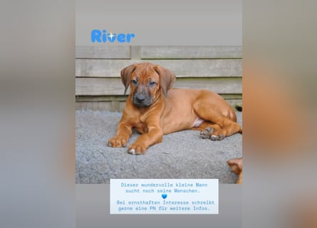 Rhodesian-Ridgeback-Welpen aus liebevoller, erfahrener Zucht