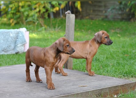 Rhodesian-Ridgeback-Welpen aus liebevoller, erfahrener Zucht