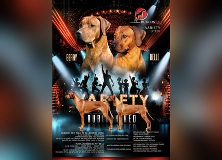 Rhodesian-Ridgeback-Welpen aus liebevoller, erfahrener Zucht