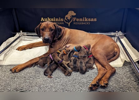 Rhodesian ridgeback puppies