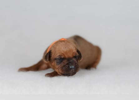 Rhodesian ridgeback puppies