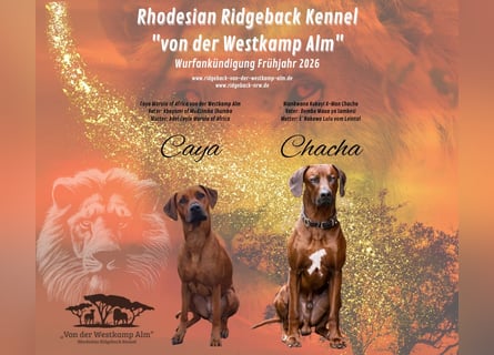 Rhodesian Ridgeback Welpen Abgabe Sommer 2026!