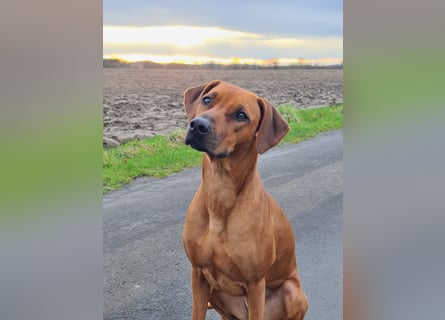 Rhodesian Ridgeback Welpen Abgabe Sommer 2026!