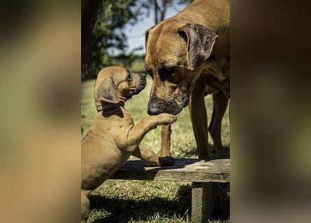 Rhodesian Ridgeback Welpen Abgabe Sommer 2026!