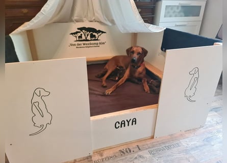 Rhodesian Ridgeback Welpen Abgabe Sommer 2026!