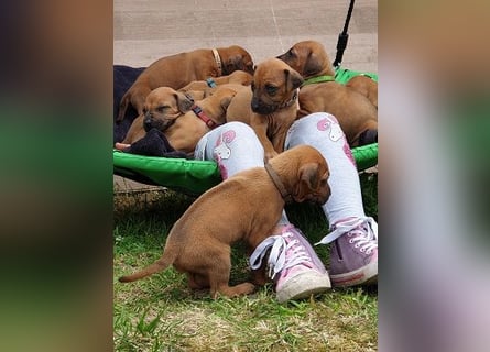 Rhodesian Ridgeback Welpen Abgabe Sommer 2026!