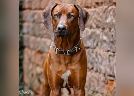 Rhodesian Ridgeback Welpen Abgabe Sommer 2026!