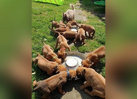 Rhodesian Ridgeback Welpen Abgabe Sommer 2026!