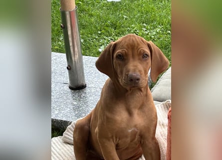 Rhodesian Ridgeback Welpen
