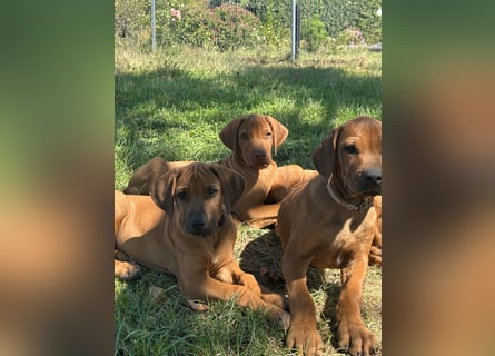 Rhodesian Ridgeback Welpen