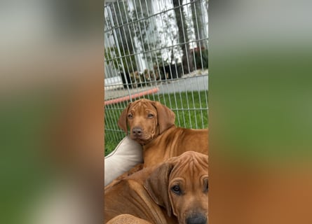 Rhodesian Ridgeback Welpen