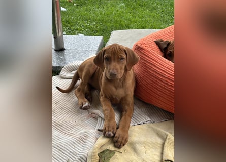 Rhodesian Ridgeback Welpen