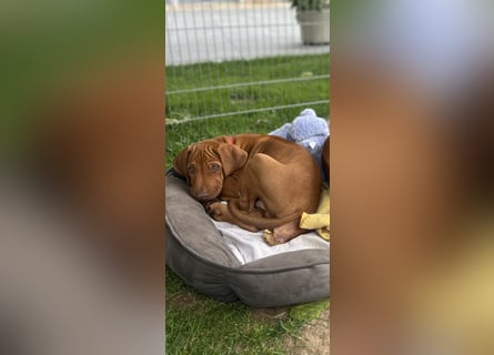 Rhodesian Ridgeback Welpen
