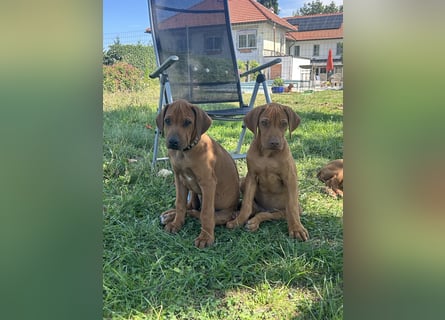 Rhodesian Ridgeback Welpen