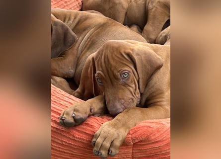 Rhodesian Ridgeback Welpen
