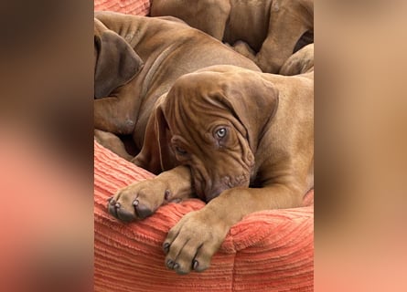 Rhodesian Ridgeback Welpen