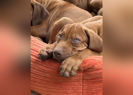 Rhodesian Ridgeback Welpen