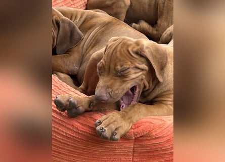Rhodesian Ridgeback Welpen