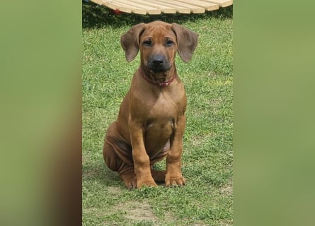 RR-Welpen mit FCI-Papieren