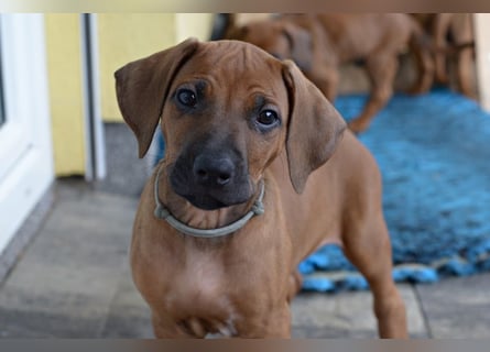 RR-Welpen mit FCI-Papieren