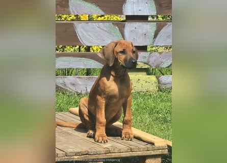 RR-Welpen mit FCI-Papieren