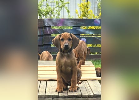 RR-Welpen mit FCI-Papieren