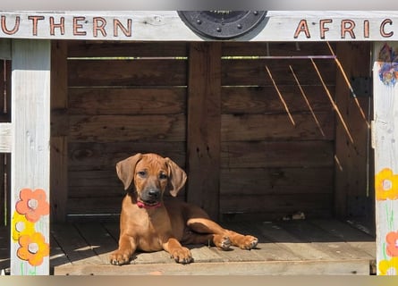 RR-Welpen mit FCI-Papieren