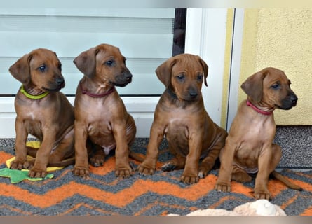 RR-Welpen mit FCI-Papieren