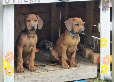 RR-Welpen mit FCI-Papieren