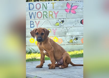 RR-Welpen mit FCI-Papieren