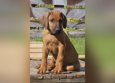 RR-Welpen mit FCI-Papieren