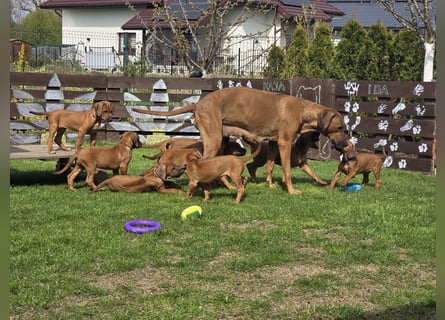 RR-Welpen mit FCI-Papieren