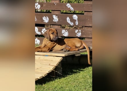 RR-Welpen mit FCI-Papieren