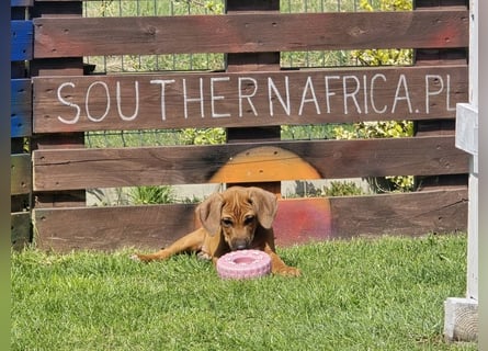 RR-Welpen mit FCI-Papieren