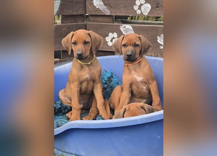 RR-Welpen mit FCI-Papieren