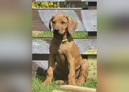 RR-Welpen mit FCI-Papieren