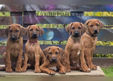 RR-Welpen mit FCI-Papieren