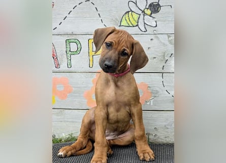 RR-Welpen mit FCI-Papieren