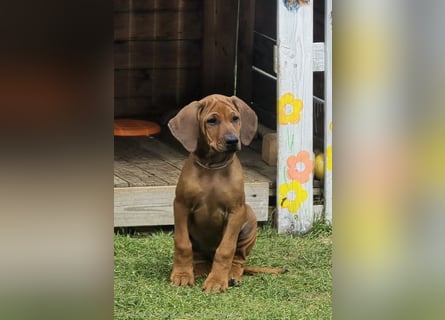 RR-Welpen mit FCI-Papieren